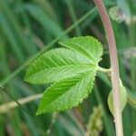 Passiflora tripartita Ліст