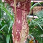 Nepenthes mirabilis Іншае