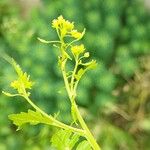 Rorippa palustris Fruit