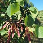 Cercis griffithii Boiss.Folio