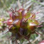 Oenanthe globulosa Fruit