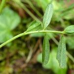 Hippocrepis scorpioides Folha