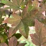 Acer sieboldianum Liść