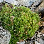 Saxifraga moschata Natur