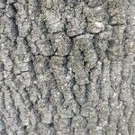 Inga affinis Bark
