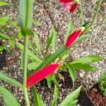 Penstemon barbatus Hoja