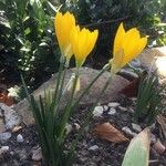 Crocus flavus Цветок