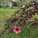 Hibiscus acetosella Blüte