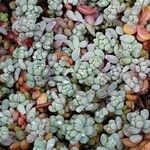 Sedum dasyphyllum पत्ता