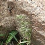 Bromus tectorum Цветок