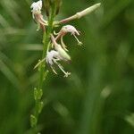 Platanthera lacera Flower