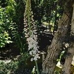 Eremurus robustus Flower