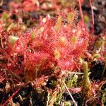 Drosera × obovata പുഷ്പം