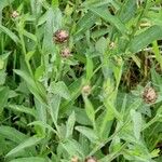 Centaurea nigrescens Blatt