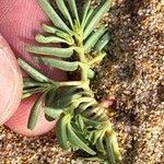 Euphorbia polygonifolia Corteza
