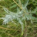 Artemisia ludoviciana ഇല