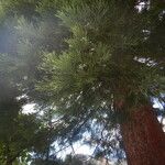 Sequoiadendron giganteum Levél