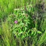 Rhynchanthera grandiflora Habit