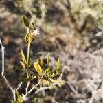 Salvia mellifera Φύλλο