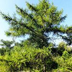 Larix kaempferi Hábito