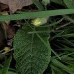 Primula vulgaris Lapas