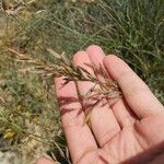 Festuca rubra Цвят