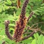 Amorpha fruticosa Blomma