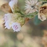Pluchea dioscoridis Blüte