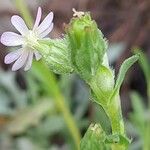 Silene apetala 花