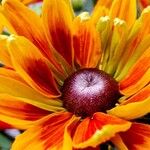 Rudbeckia hirta Flower