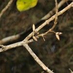 Geniostoma borbonicum Fruct