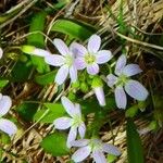 Claytonia caroliniana ফুল