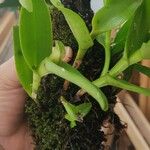 Epidendrum difforme পাতা
