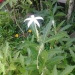 Hippobroma longiflora 花