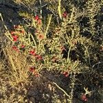 Cylindropuntia leptocaulis Fruit