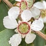 Leptospermum laevigatum Fula