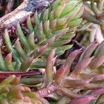 Sedum rupestre Foglia