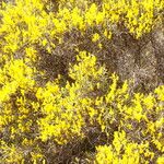 Genista acanthoclada Blomst