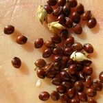 Panicum miliaceum Otro