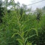 Solidago canadensisFlower