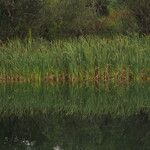 Typha latifoliaЛисток