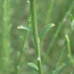 Genista cinerea Leaf