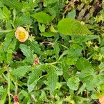 Oenothera laciniata Leaf