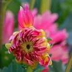 Dahlia pinnata Fleur