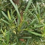 Podocarpus macrophyllusFeuille
