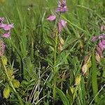 Polygala vulgaris Plante entière