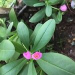 Talinum paniculatum Leaf