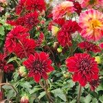 Dahlia pinnataFlower