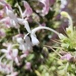 Morina persica Flower