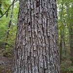 Sorbus domestica Bark